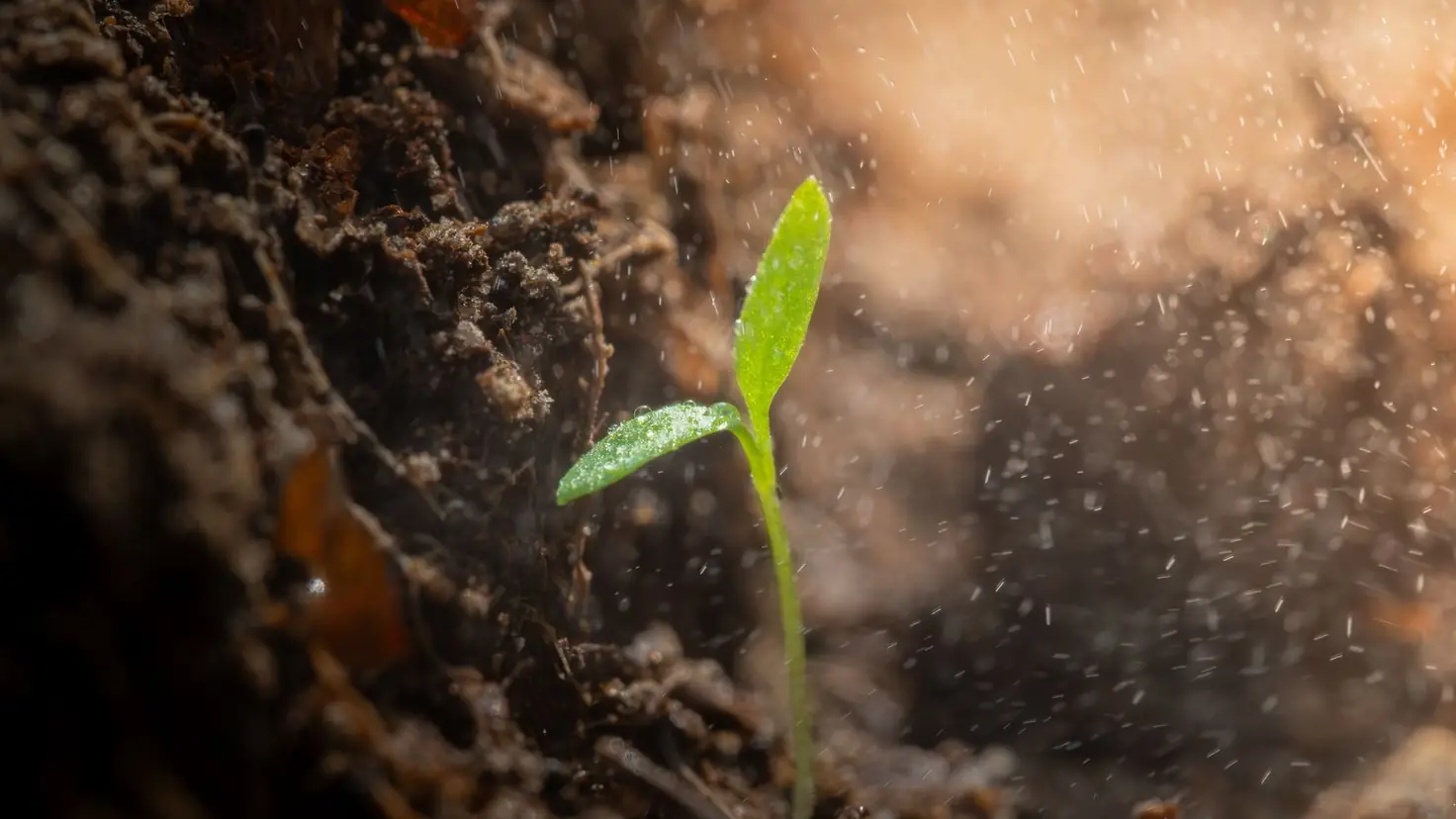 Une jeune pousse verte sort de la terre sous une fine pluie régulière, image de l'épargne qui croît toute seule quand on automatise ses finances