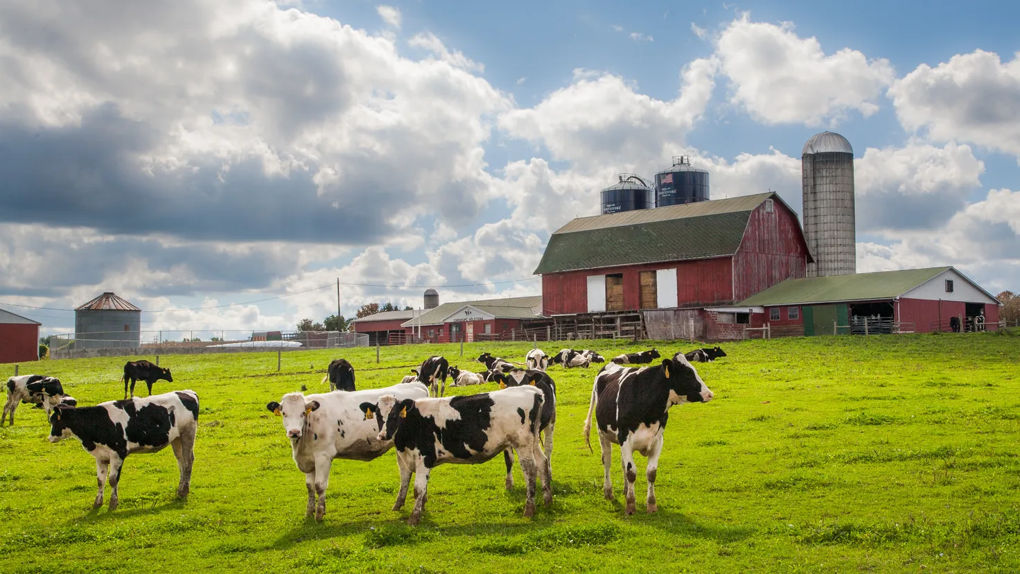 Investir dans une vache : troupeau de vaches laitières au pâturage devant une ferme d'élevage, le placement en bail à cheptel décrypté