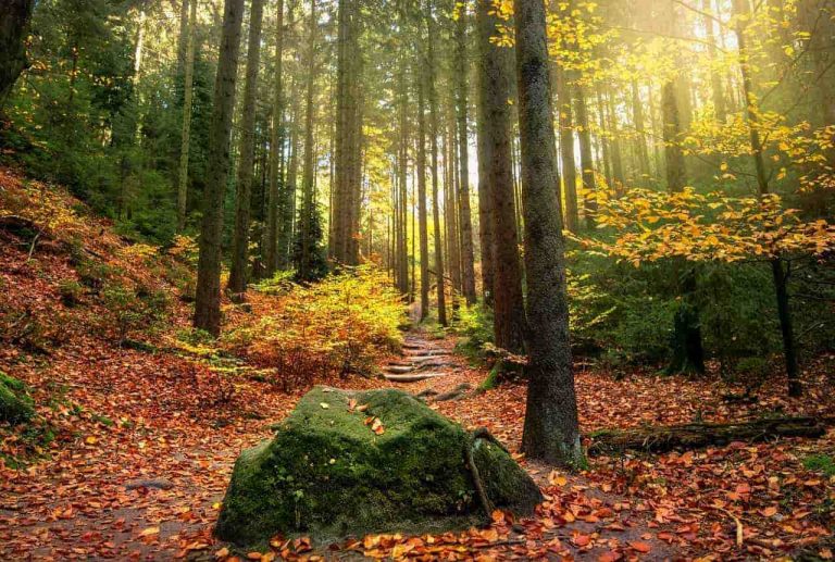 la nature est en danger - protection de l'environnement